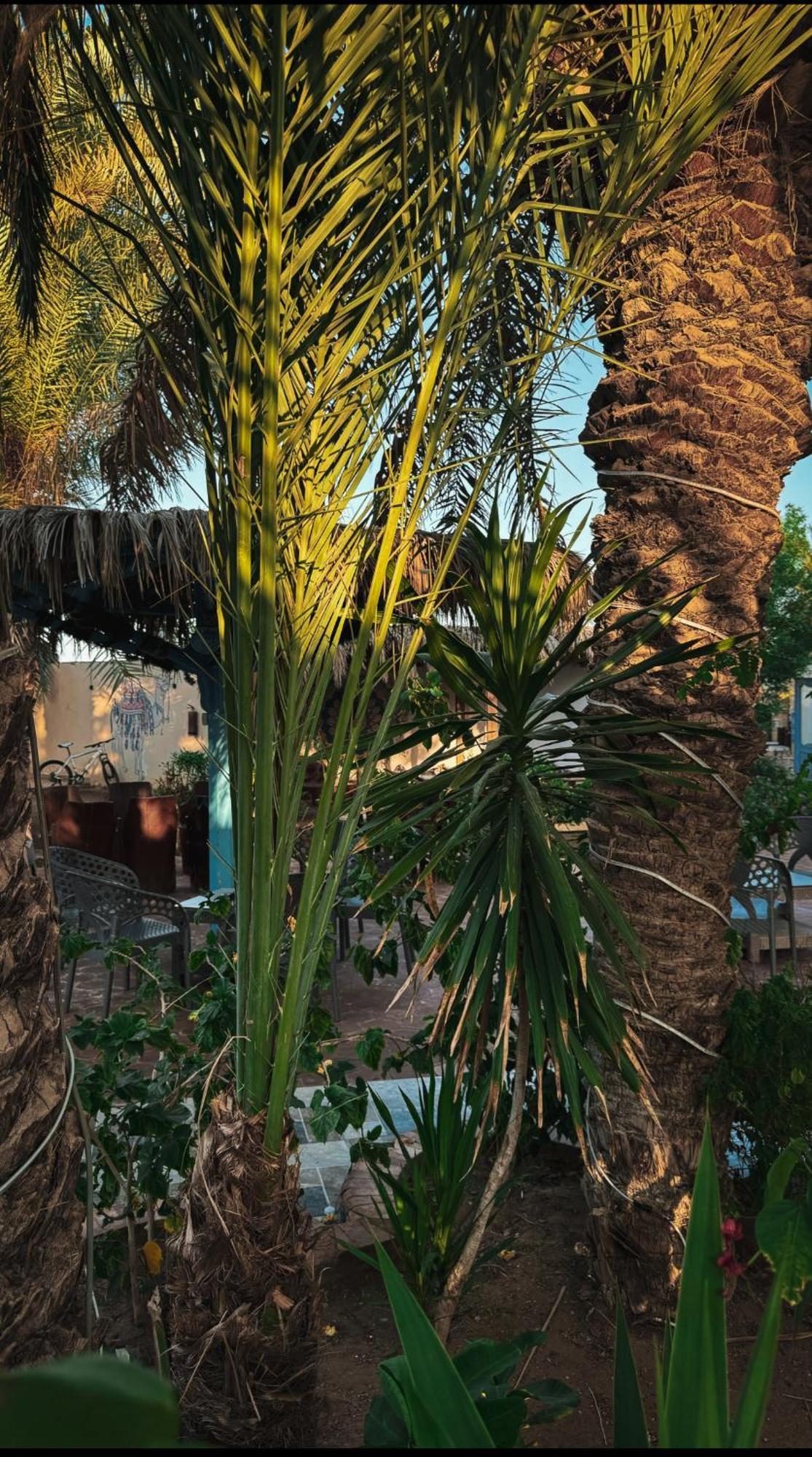 Miramar Camp Dahab Otel Dış mekan fotoğraf